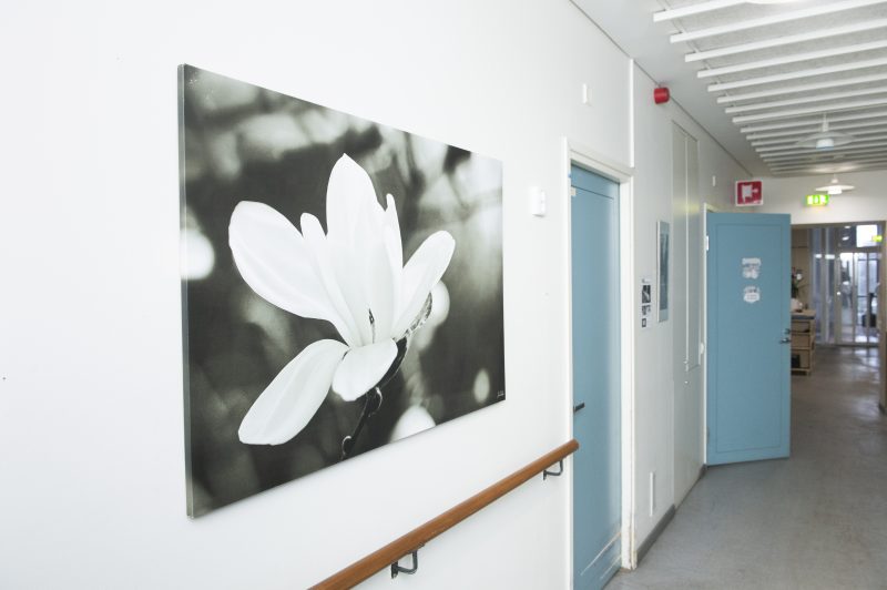 Käytävä, jossa kuva valkoisesta kukasta ja vaaleansinisiä ovia.