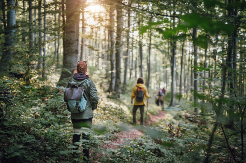 Kuvassa näkyy retkeilijöitä metsäpolulla.